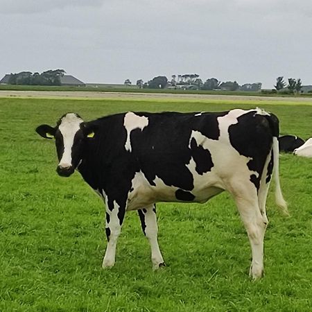 Hantum In Het Mooie Friesland Vele Bezienswaardigheden מראה חיצוני תמונה