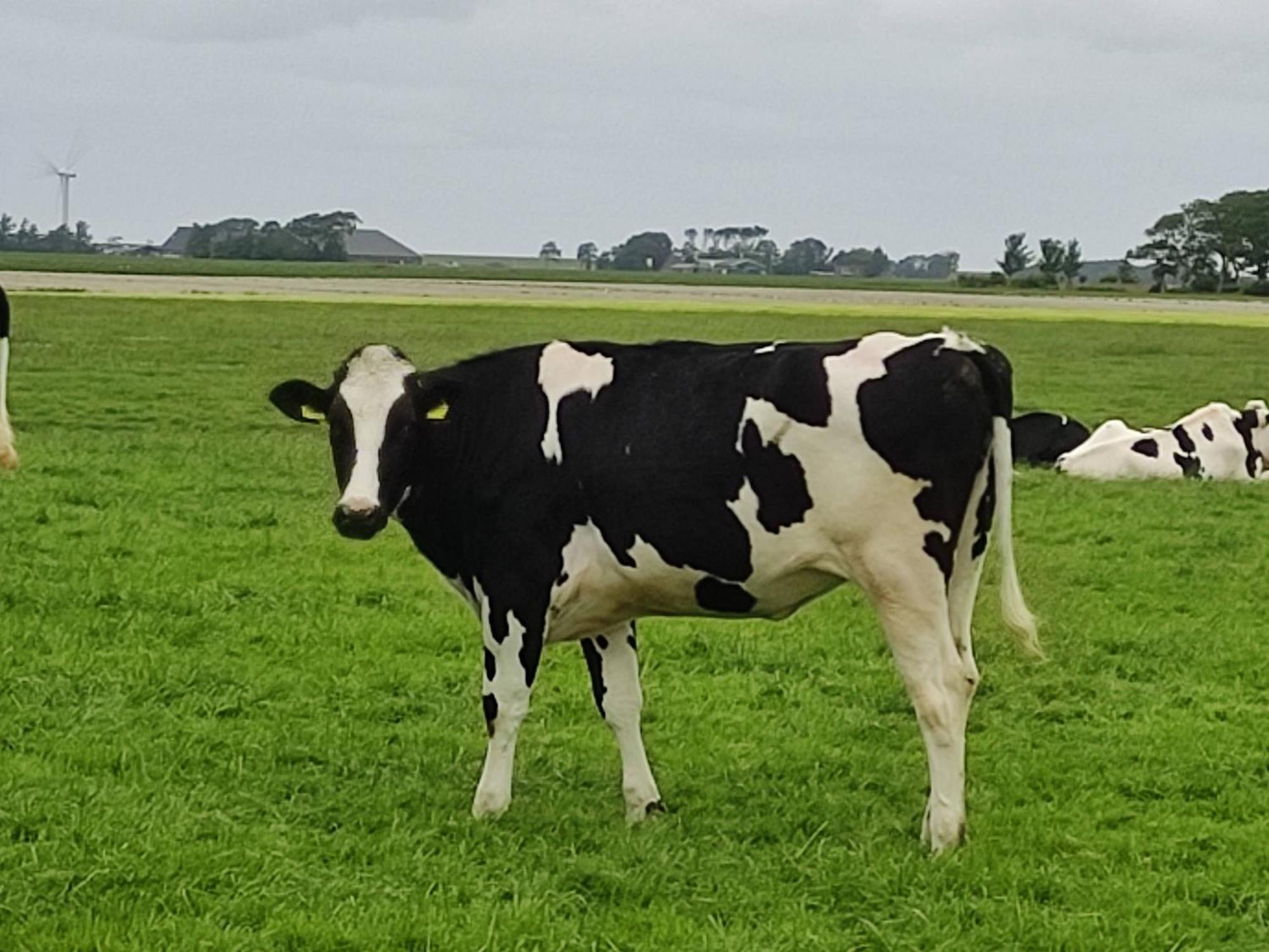 Hantum In Het Mooie Friesland Vele Bezienswaardigheden מראה חיצוני תמונה
