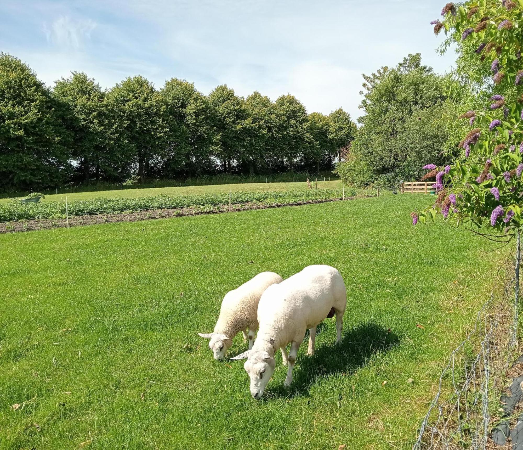 Hantum In Het Mooie Friesland Vele Bezienswaardigheden מראה חיצוני תמונה